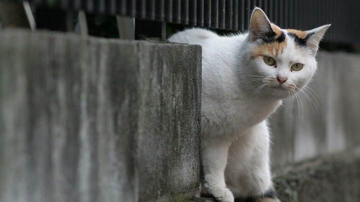 Cat Is Looking Through A Wall